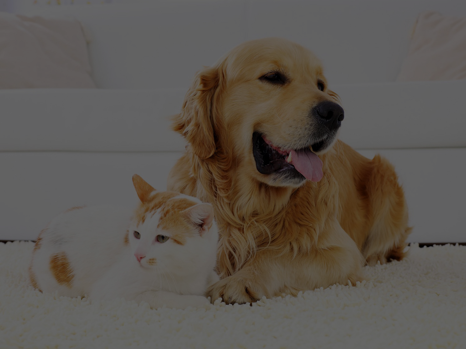 Pet Odor & Stain Removal Regency Surface Restoration & Cleaning Ventura County Carpeting